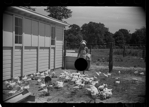 Untitled photo, possibly related to: Wife of homesteader in garden, Scioto Farms, Ohio