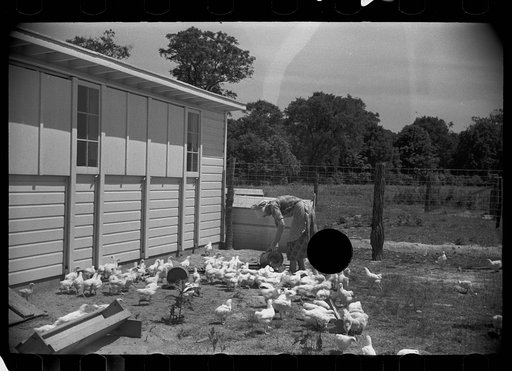 Untitled photo, possibly related to: Wife of homesteader in garden, Scioto Farms, Ohio