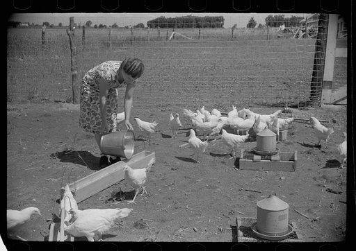 Farmer's wife feeding chickens, Scioto Farms, Ohio