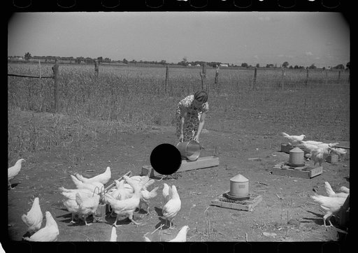 Untitled photo, possibly related to: Farmer's wife feeding chickens, Scioto Farms, Ohio