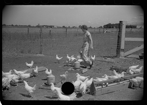 Untitled photo, possibly related to: Farmer's wife feeding chickens, Scioto Farms, Ohio