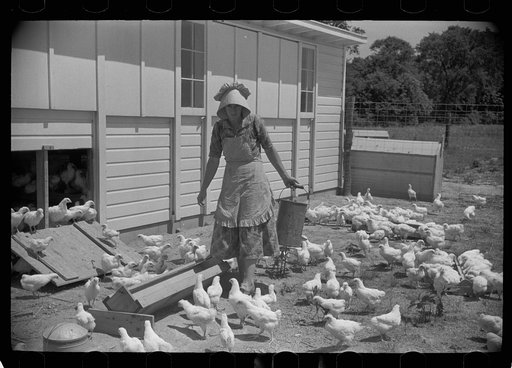 Homesteader's wife with chickens, Scioto Farms, Ohio
