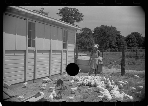 Untitled photo, possibly related to: Homesteader's wife with chickens, Scioto Farms, Ohio