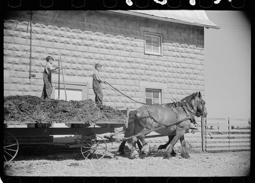 Farmer's sons unloading manure, Scioto Farms, Ohio