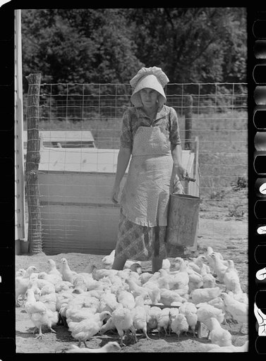 Untitled photo, possibly related to: Farmer's wife with chickens, Scioto Farms, Ohio