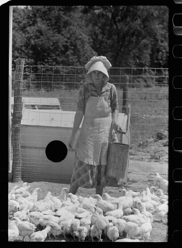 Untitled photo, possibly related to: Farmer's wife with chickens, Scioto Farms, Ohio