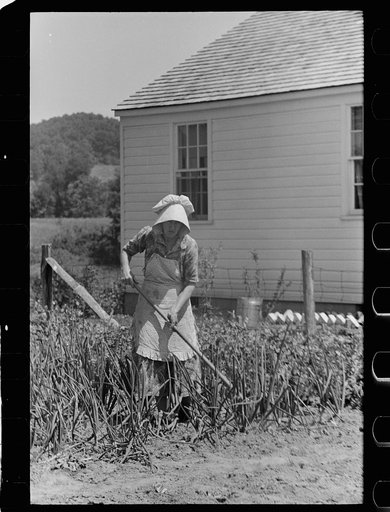 Untitled photo, possibly related to: Farmer's wife with chickens, Scioto Farms, Ohio