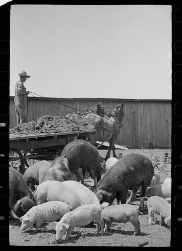 Untitled photo, possibly related to: Farmer feeding hogs, Scioto Farms, Ohio