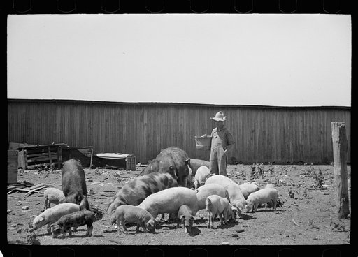 Farmer feeding hogs, Scioto Farms, Ohio