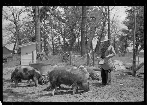 Untitled photo, possibly related to: Farmer feeding hogs, Scioto Farms, Ohio