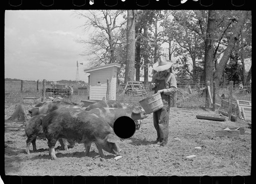 Untitled photo, possibly related to: Farmer feeding hogs, Scioto Farms, Ohio