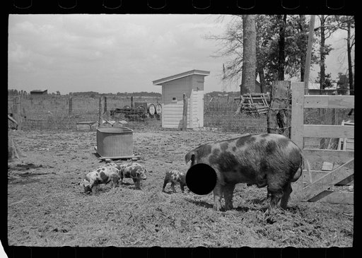 Untitled photo, possibly related to: Farmer feeding hogs, Scioto Farms, Ohio