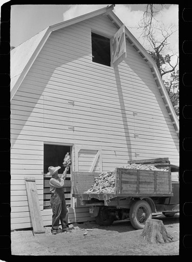 Untitled photo, possibly related to: Farmer unloading corn, Scioto Farms, Ohio
