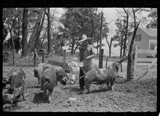 Untitled photo, possibly related to: Farmer feeding hogs, Scioto Farms, Ohio