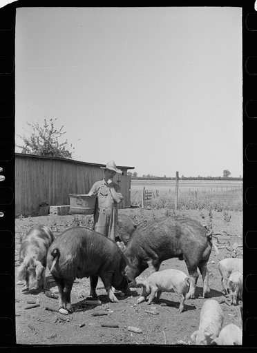Untitled photo, possibly related to: Farmer feeding hogs, Scioto Farms, Ohio