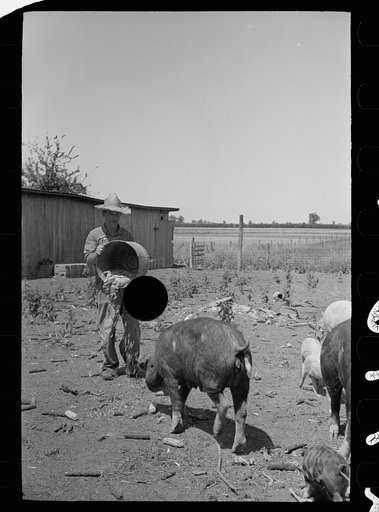 Untitled photo, possibly related to: Farmer feeding hogs, Scioto Farms, Ohio