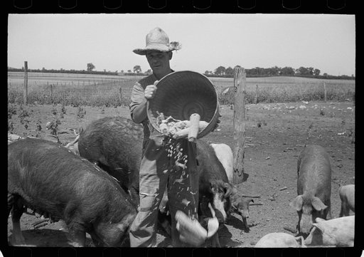 Untitled photo, possibly related to: Farmer feeding hogs, Scioto Farms, Ohio