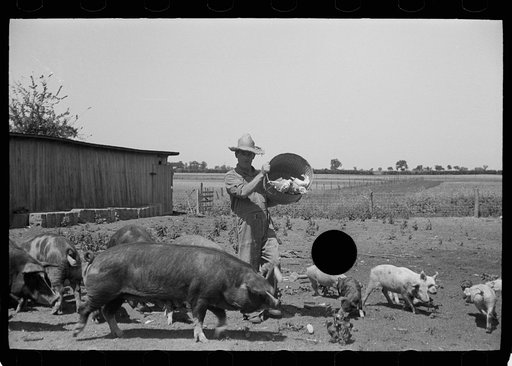 Untitled photo, possibly related to: Farmer feeding hogs, Scioto Farms, Ohio