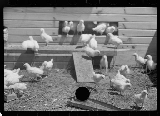 Untitled photo, possibly related to: Chickens on one of the farm units, Scioto Farms, Ohio