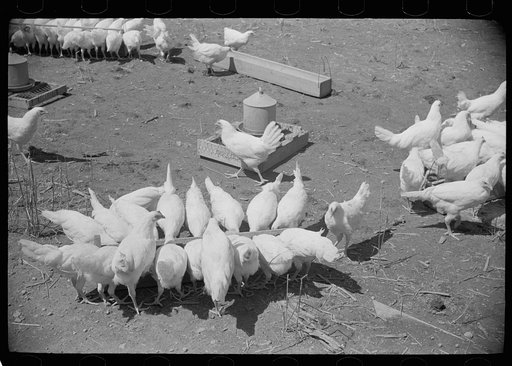 Chickens on one of the farm units, Scioto Farms, Ohio