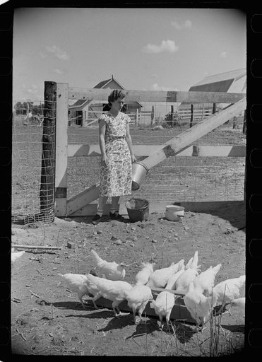 Untitled photo, possibly related to: Chickens on one of the farm units, Scioto Farms, Ohio