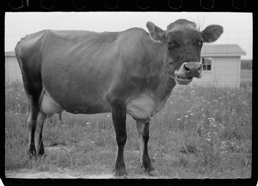 Cow at Wabash Farms cooperative, Indiana