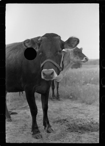 Untitled photo, possibly related to: Cow at Wabash Farms cooperative, Indiana