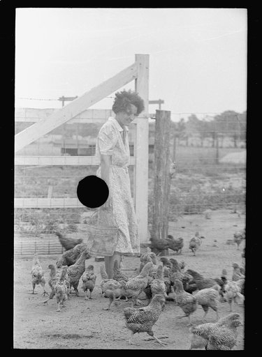 Untitled photo, possibly related to: Feeding chickens, Wabash Farms, Indiana