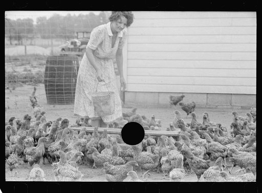 Untitled photo, possibly related to: Feeding chickens, Wabash Farms, Indiana