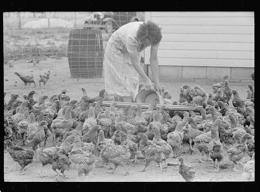 Feeding chickens, Wabash Farms, Indiana