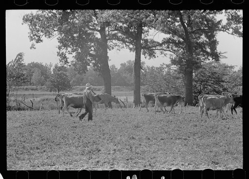Driving the cows from pasture, Wabash Farms, Indiana