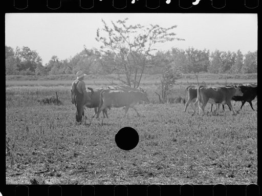 Untitled photo, possibly related to: Driving the cows from pasture, Wabash Farms, Indiana