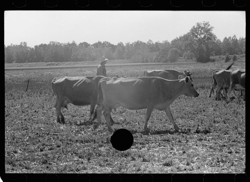 Untitled photo, possibly related to: Driving the cows from pasture, Wabash Farms, Indiana