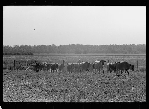 Untitled photo, possibly related to: Driving the cows from pasture, Wabash Farms, Indiana
