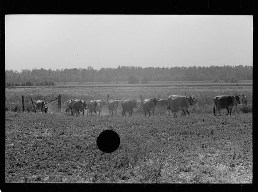 Untitled photo, possibly related to: Driving the cows from pasture, Wabash Farms, Indiana