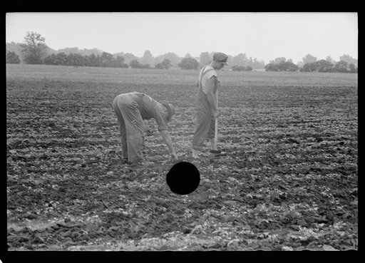 Untitled photo, possibly related to: Large fields make tractor cultivation necessary. Wabash Farms, Indiana