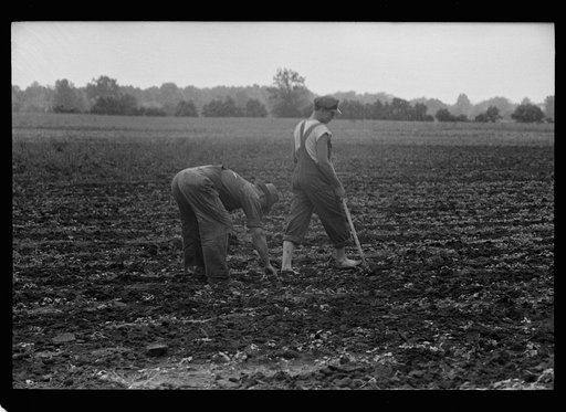 Untitled photo, possibly related to: Large fields make tractor cultivation necessary. Wabash Farms, Indiana