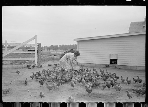 Untitled photo, possibly related to: Feeding chickens, Wabash Farms, Indiana