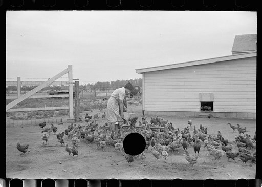 Untitled photo, possibly related to: Feeding chickens, Wabash Farms, Indiana