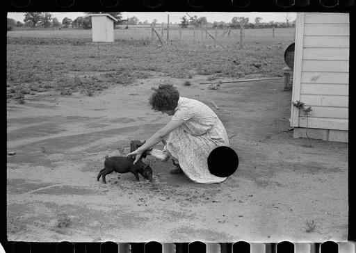 Untitled photo, possibly related to: Feeding chickens, Wabash Farms, Indiana