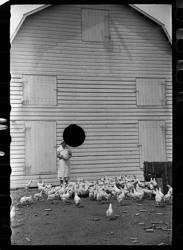 Untitled photo, possibly related to: Feeding chickens, Wabash Farms, Indiana