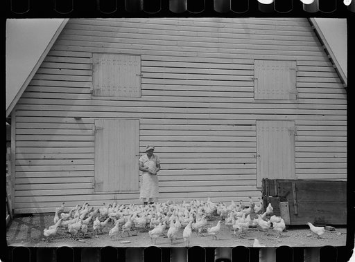 Feeding chickens, Wabash Farms, Indiana
