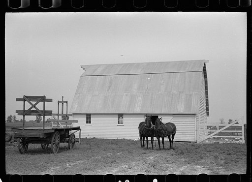Untitled photo, possibly related to: Resettled farmer with team, Wabash Farms, Indiana