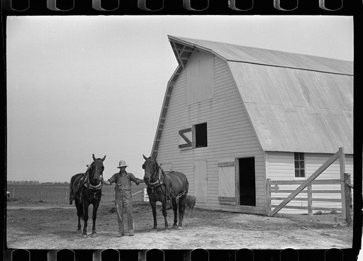 Resettled farmer with team, Wabash Farms, Indiana