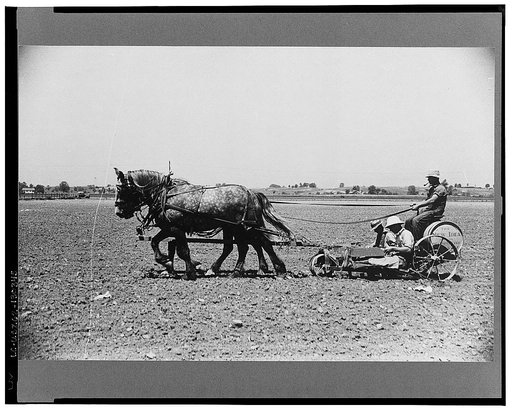 Planting tomatoes, Wabash Farms, Indiana