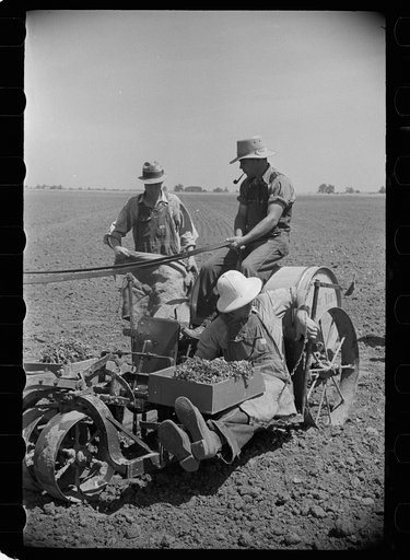Untitled photo, possibly related to: Planting tomatoes, Wabash Farms, Indiana