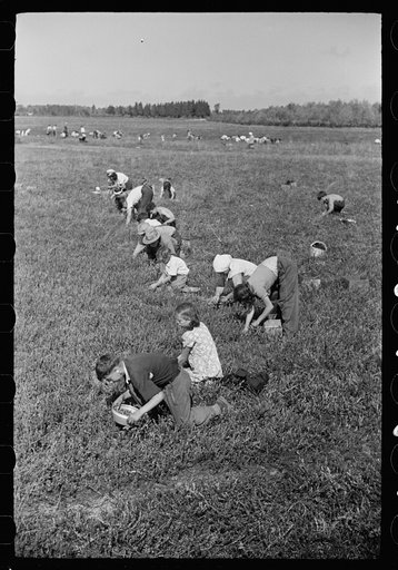 Cranberry pickers, Burlington County, New Jersey