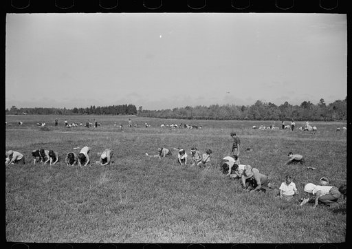 Untitled photo, possibly related to: Cranberry pickers, Burlington County, New Jersey