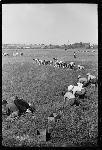 Untitled photo, possibly related to: Cranberry pickers, Burlington County, New Jersey