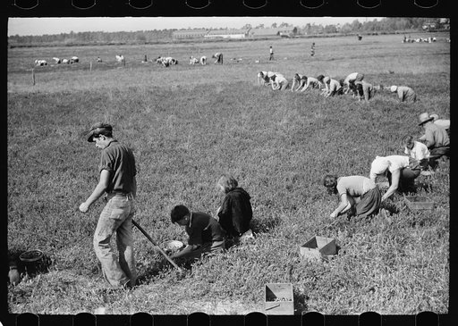 Cranberry pickers, Burlington County, New Jersey